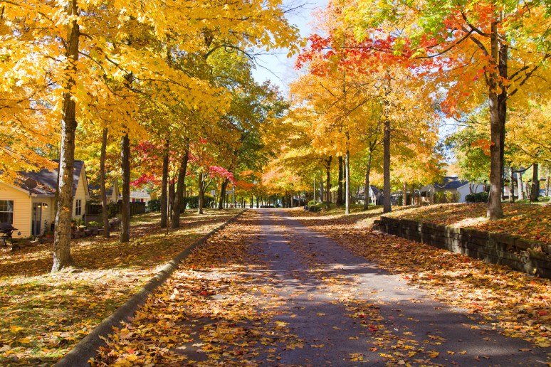 Fall-colors-rajhazare_MG_1629pp