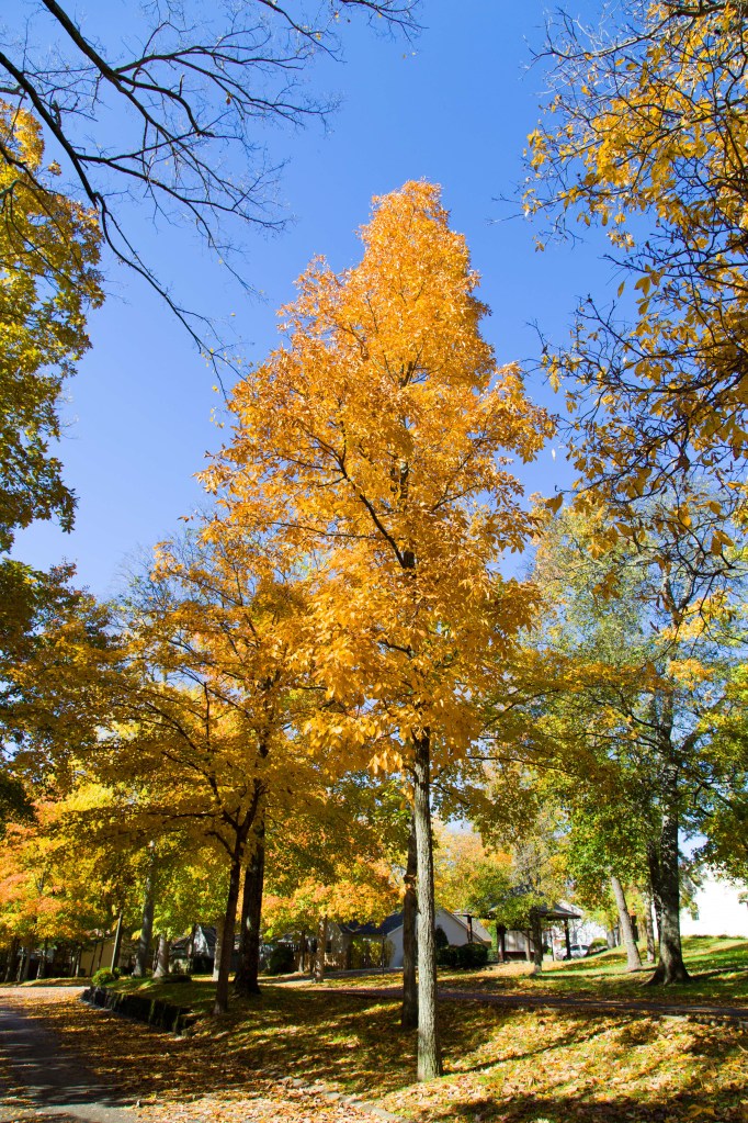 Fall-colors-rajhazare_MG_1630pp