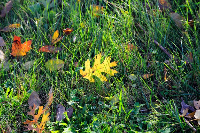 Fall-colors-rajhazare_MG_1675