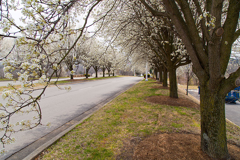 Spring in Nashville 2014. Photo by Raj H.