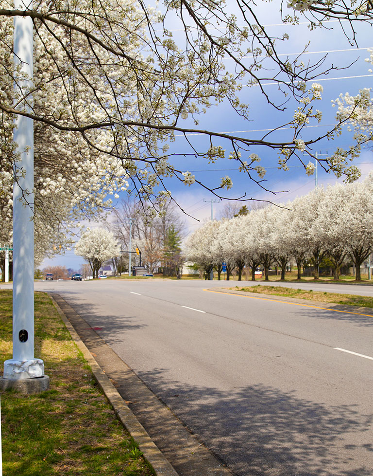 Spring in Nashville 2014. Photo by Raj H.