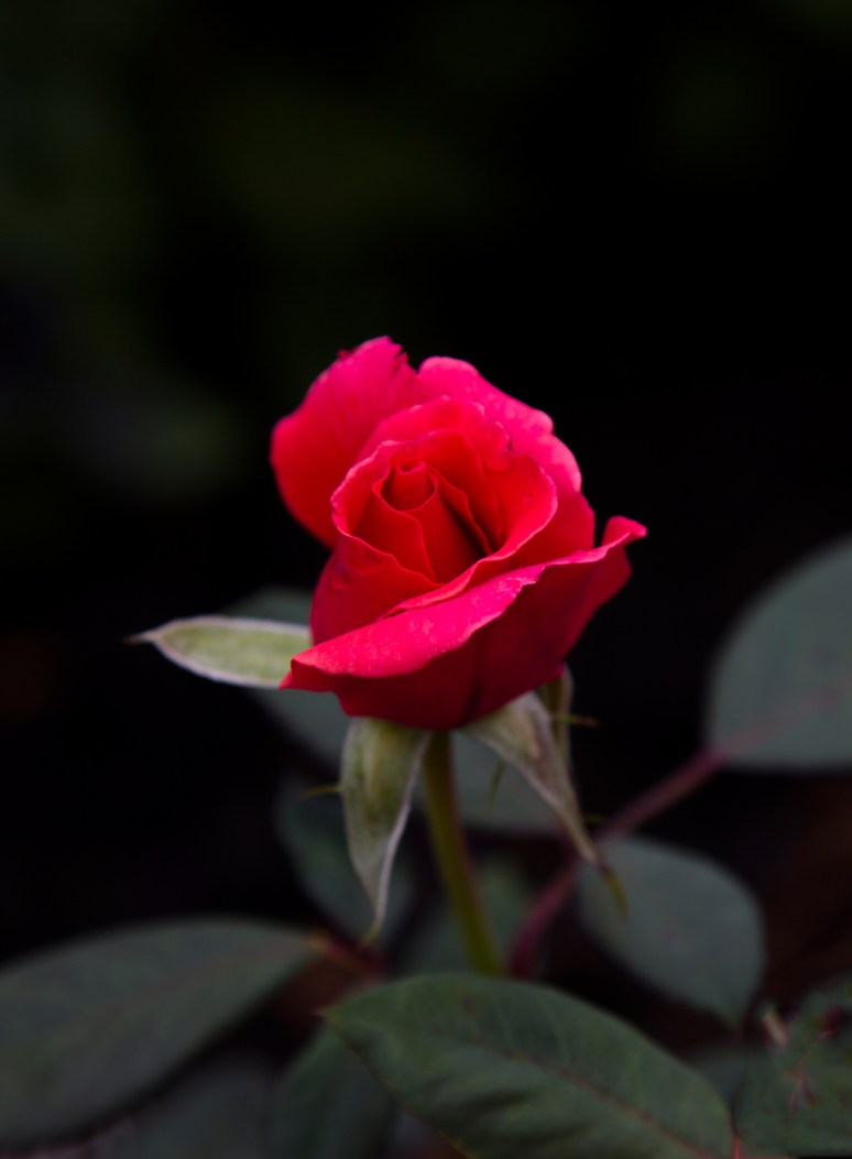 Greater Des Moines Botanical Garden. Photo By Raj H.