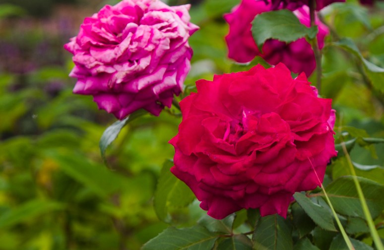 Greater Des Moines Botanical Garden. Photo By Raj H.