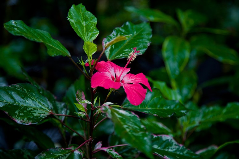 Greater Des Moines Botanical Garden 