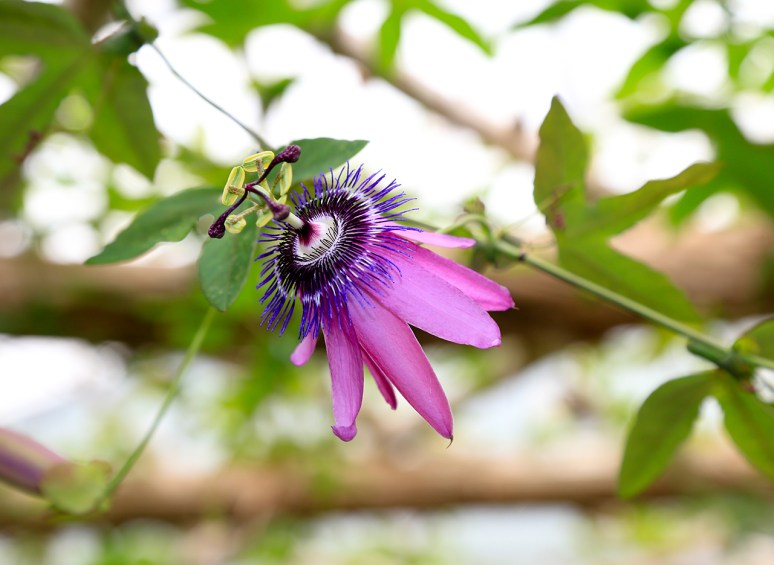Greater Des Moines Botanical Garden. Photo By Raj H.