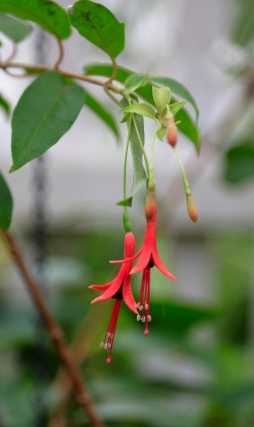 Flowers. Photo by Raj H.