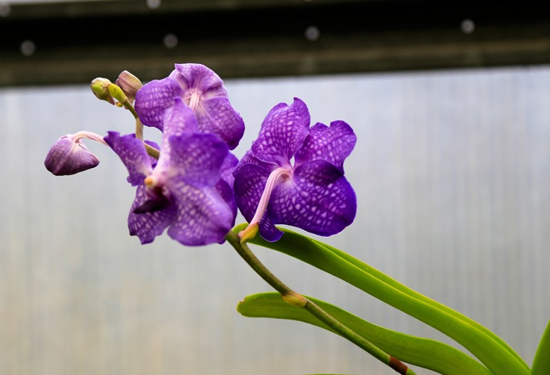 Greater Des Moines Botanical Garden. Photo By Raj H.