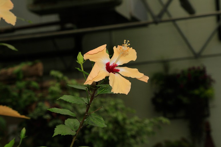 Greater Des Moines Botanical Garden. Photo By Raj H.