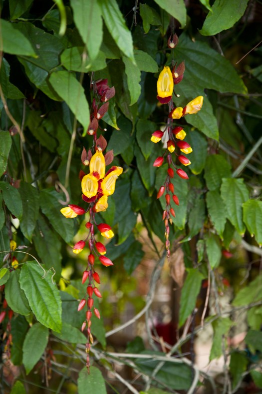 Greater Des Moines Botanical Garden. Photo By Raj H.