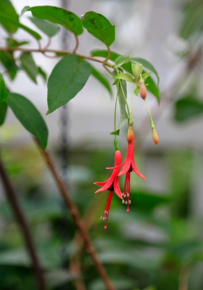Greater Des Moines Botanical Garden. Photo By Raj H.