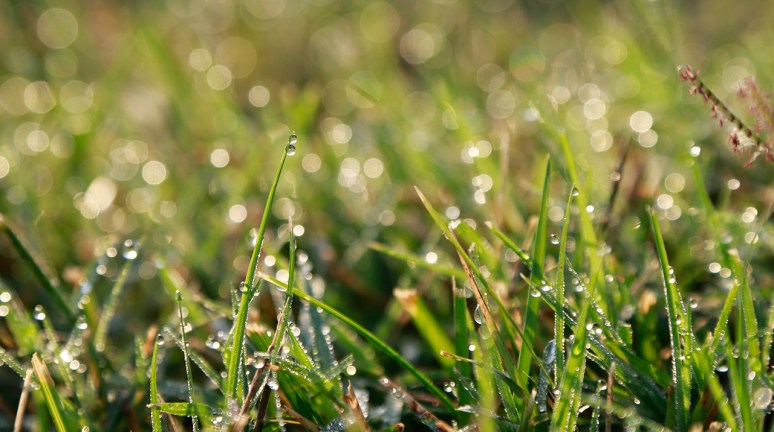 Morning Zen. Photo by raj H.