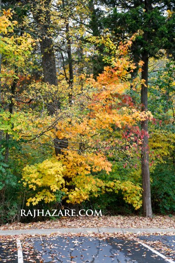 Fall Colors 2015. Photo by Raj H