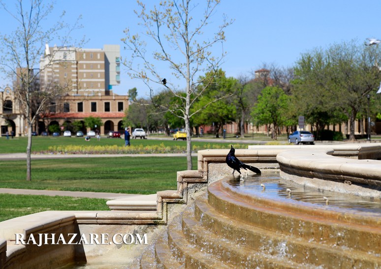 Texas Tech, Lubbock, TX. photo by Raj H. 