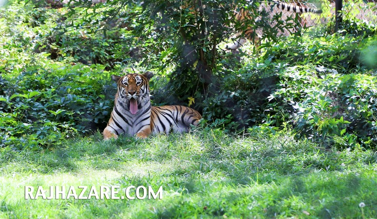 Amarillo Zoo. Photo by Raj H.
