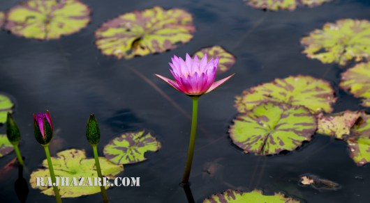 Lotus Flower. Photo by Raj H.